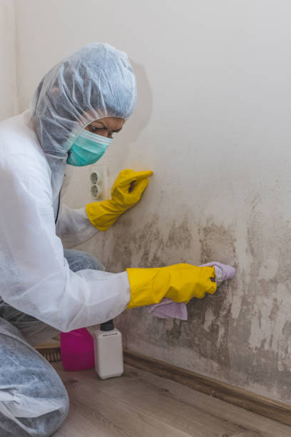 Best Comprehensive Air Testing for Mold Contaminants  in Eagleview, PA